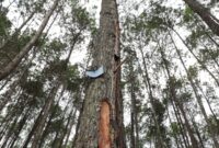 Ilustrasi pohon pinus yang kulitnya sudah disadap