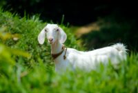 Ilustrasi kambing untuk aqiqah, foto : sumber Pexels