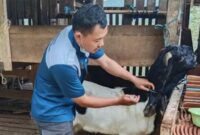 Saat petugas dari Disnak Trenggalek memeriksa kesehatan hewan kurban di kandang peternak
