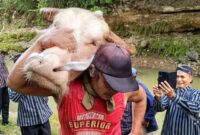 Yoniawan berhasil memperoleh kepala kerbau saat tradisi Nyadran Dam Bagong
