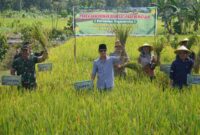 Bupati Trenggalek Mochamad Nur Arifin bersama Dandim 0806 , dan Kepala Dinas Pertanian dan Panggan panen padi secara simbolis di Desa Sukorejo, Kecamatan Gandusari, Trenggalek.