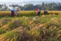 Ilustrasi petani memanen padi secara tradisional. (Foto: Kominfo Jatim).