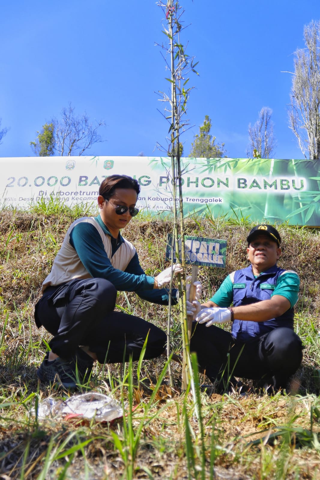 Saat Bupati Trenggalek menata bambu yang baru saja ditanam supaya tumbuh subuh.