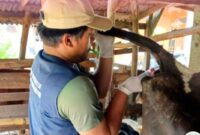 Pengambilan sample darah pada hewan ternak yang dilakukan oleh petugas. (Foto: Ig@disnak_trenggalek)