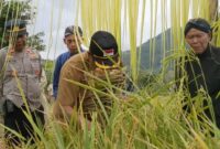 Ilustrasi panen padi di Gandusari Trenggalek