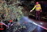 Pohon Asem Londo tumbang menimpa seorang pengendara motor di depan gudang Bulog, Karangsoko, Trenggalek. (Foto : istimewa)