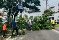 Tim Reaksi Cepat (TRC) BPBD Trenggalek rampingkan pohon yang ada di tepi jalan nasional.