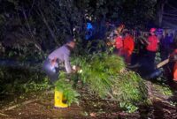 Proses evakuasi pohon tumbang yang dilakukan oleh tim gabungan agar lalu lintas jalur nasional Trenggalek-Ponorogo kembali bisa dilalui.