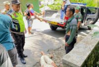 Pihak kepolisian dibantu warga sekitar berusaha membawa korban kecelakaan untuk dilarikan ke Rumah Sakit terdekat.