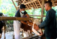 Saat petugas melakukan perawatan pada hewan ternak. (Doc. Zamz)