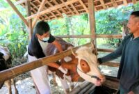 Petugas dari Dinas Peternakan Trenggalek tengah memeriksa sapi peternak. (Doc. Zamz)