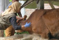 Kabid Kesehatan Hewan Disnak Trenggalek suntik vaksin pada sapi milik warga Desa Dawuhan