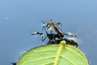Nyamuk Aedes Aegypti tengah bertelur di air (foto : Ganez Radisa)