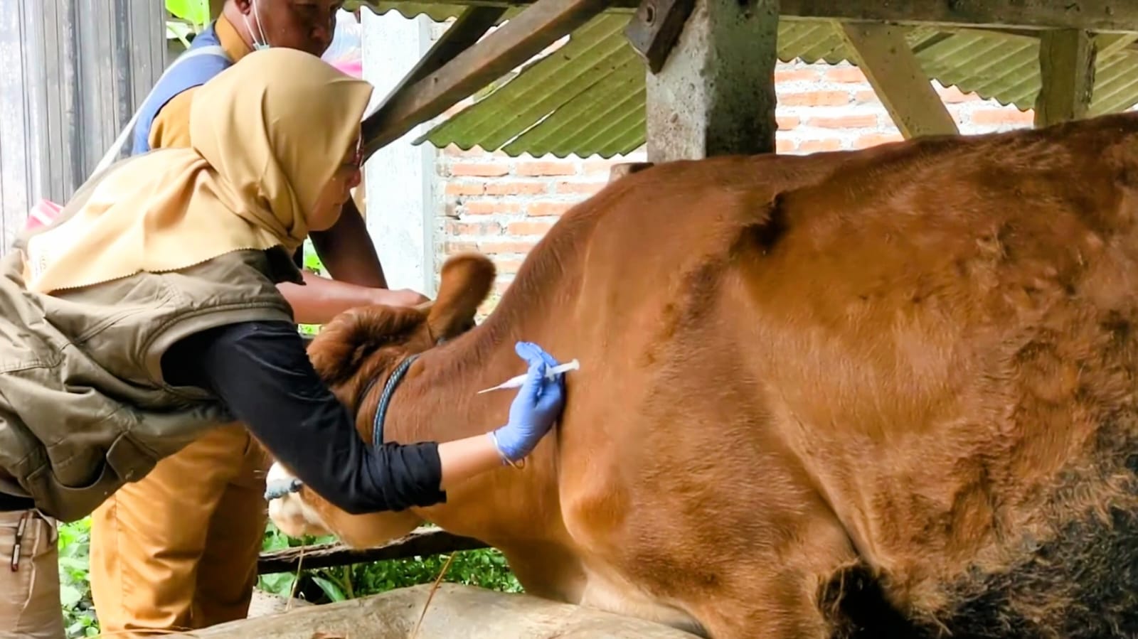 Ririn Hari Setiani suntikan vaksin PMK pada Sapi milik warga desa Dawuhan, Trenggalek.