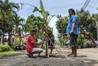 Warga sekitar tanam pohon pisan di jalan Pogalan Gandusari, Trenggalek.