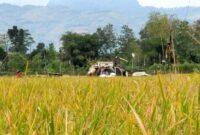 Sawah warga Gandusari dipanen menggunakan mesin panen padi.