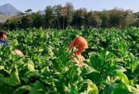 Petani tembakau di Kecamatan Gandusari Trenggalek tengah melakukan perawatan jelang panen raya. (Foto: Dispertapan Trenggalek)