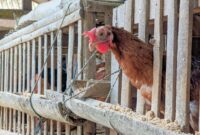 Ayam potong yang dijual di Pasar Basah Trenggalek.