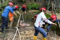 Proses evakuasi keluar kerbau yang tercebur septic tank sedalam 2,5 meter di Gandusari. (Foto: Damkar Trenggalek)