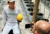 Ubai Mustakhim perlihatkan varietas melon andalannya pada awak media, Selasa (3/3/2026).