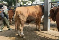 Petugas kesehatan hewan Dinas Perikanan dan Peternakan (Diskanakan) Trenggalek kelilingi pasar hewan pastikan hewan yang dijual sehat.