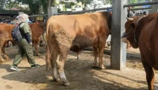 Petugas kesehatan hewan Dinas Perikanan dan Peternakan (Diskanakan) Trenggalek kelilingi pasar hewan pastikan hewan yang dijual sehat.