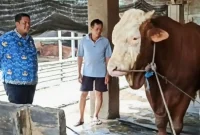 Penampakan Sapi seberat 1,37 ton milik Mujadi, warga Desa Pogalan, Trenggalek yang jadi hewan Kurban Presiden Prabowo Subianto di tahun 2026 ini.