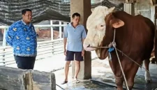 Penampakan Sapi seberat 1,37 ton milik Mujadi, warga Desa Pogalan, Trenggalek yang jadi hewan Kurban Presiden Prabowo Subianto di tahun 2026 ini.
