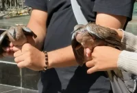 Sepasang Burung Tekukur dilepas liarkan oleh Calon Pengantin di Desa Sambirejo.