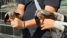 Sepasang Burung Tekukur dilepas liarkan oleh Calon Pengantin di Desa Sambirejo.