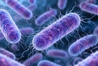 Ilustrasi bakteri Bacillus cereus