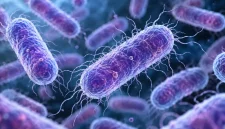 Ilustrasi bakteri Bacillus cereus