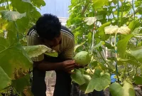 Fairuz Muntaqo merawat tanaman melon yang dikembangkan dengan sistem greenhouse di Desa Jati, Kecamatan Karangan, Trenggalek.