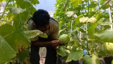 Fairuz Muntaqo merawat tanaman melon yang dikembangkan dengan sistem greenhouse di Desa Jati, Kecamatan Karangan, Trenggalek.
