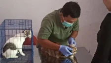 Petugas memberikan vaksin rabies kepada kucing dalam layanan vaksinasi gratis di Puskeswan Rejowinangun, Trenggalek.